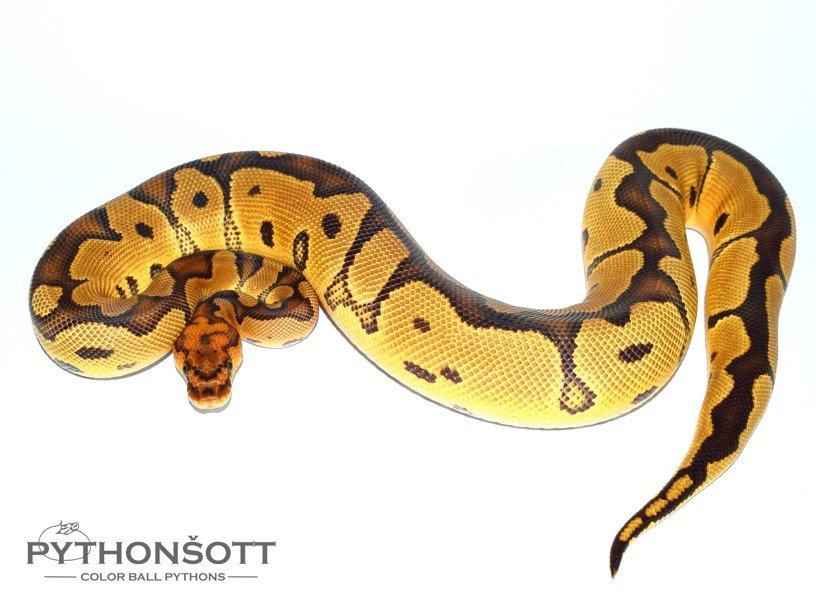 POSLEDNÍ LOŇSKÁ MLÁĎATA KRAJTY KRÁLOVSKÉ ( Python regius)