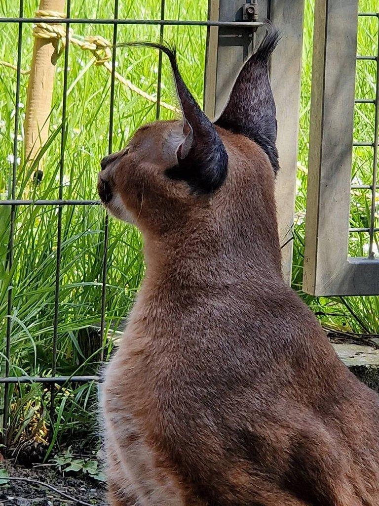Prodam 1.0 Caracal caracal (Karakal) dospely samec