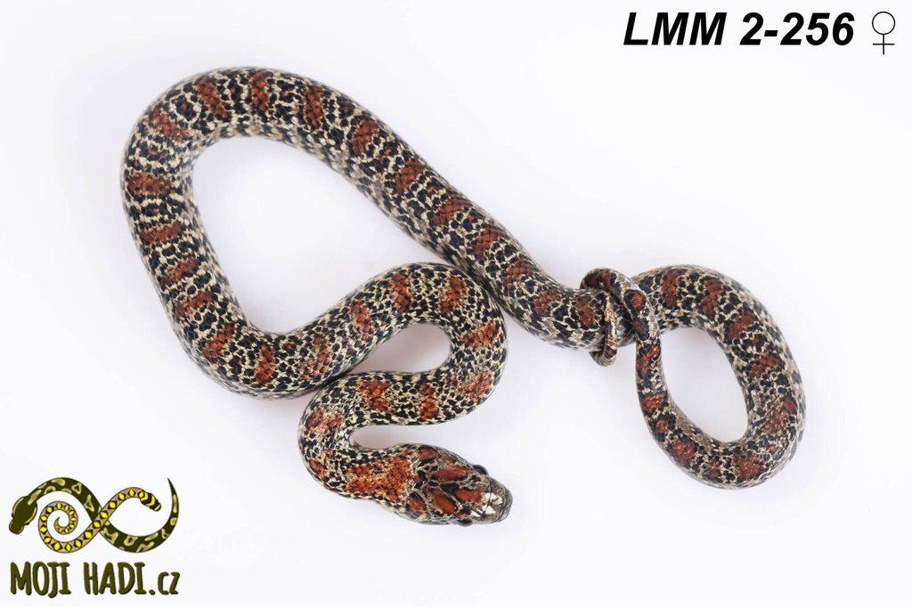 Lampropeltis mexicana mexicana - Korálovka mexická 2024