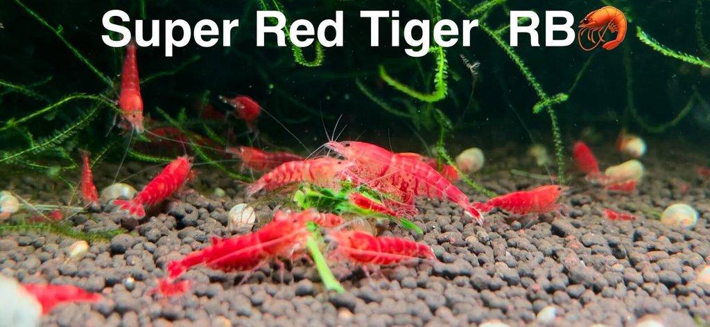 TOP PREMIUM AKVA KREVETKY Caridina a Neocaridina - Odchovy