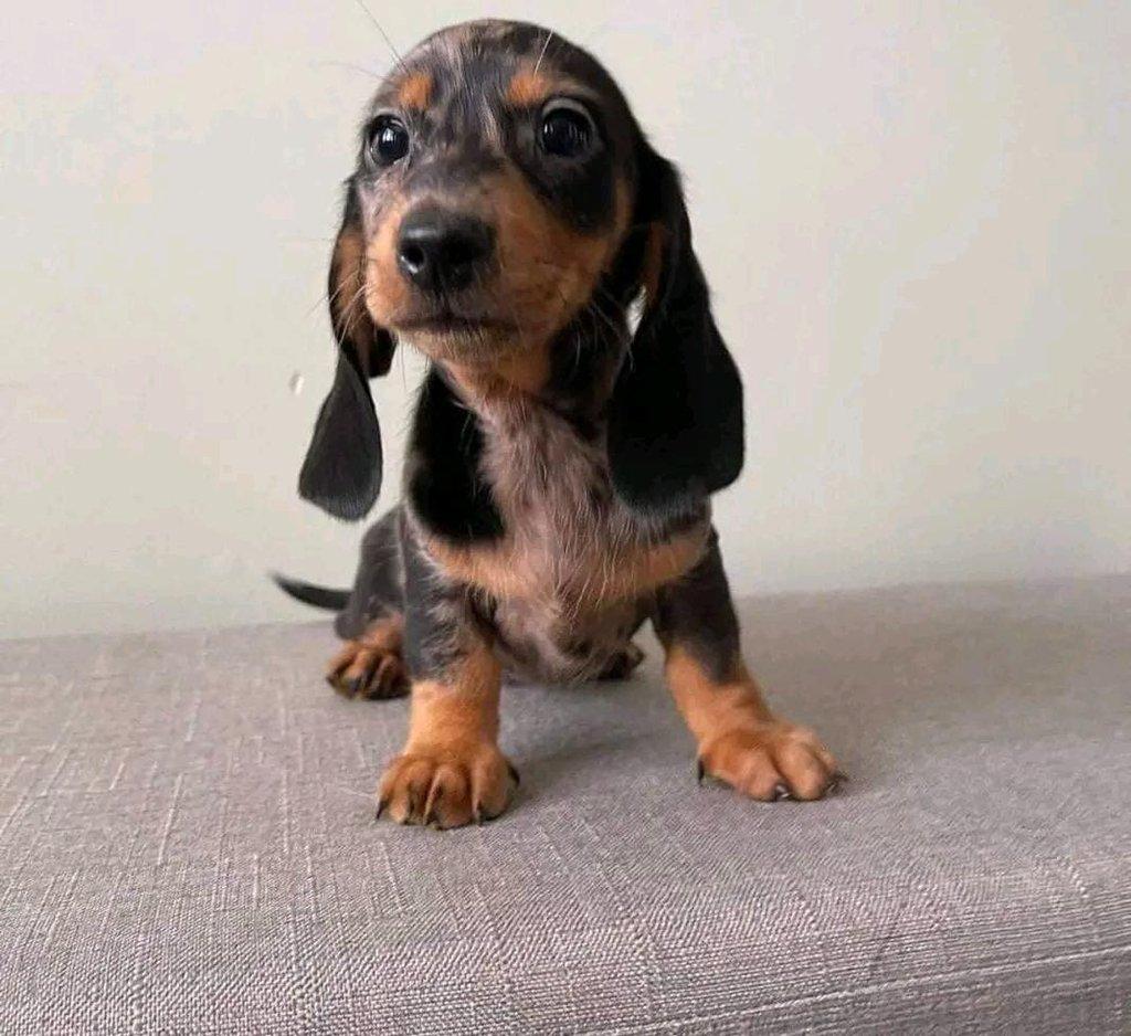 Štěňata jezevčíků hledají domov.