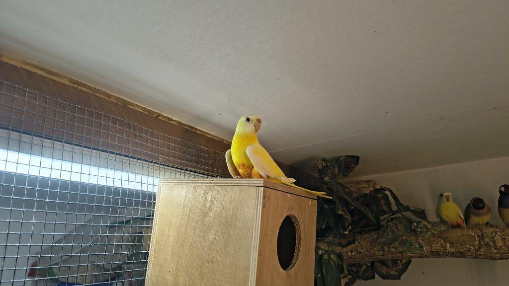 neofemi modrohlave lutino