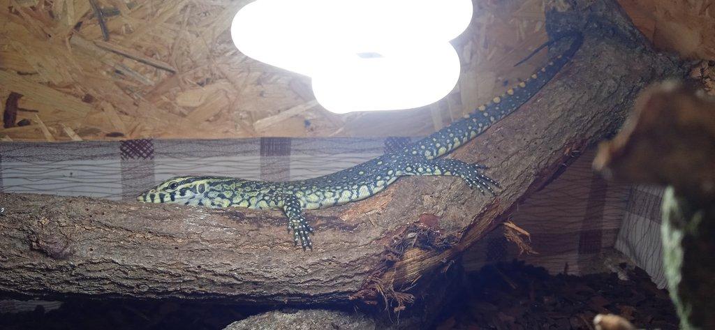 Varanus niloticus