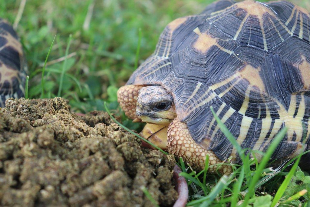 Granule pro herbivorní želvy značky Pamlsek.vet