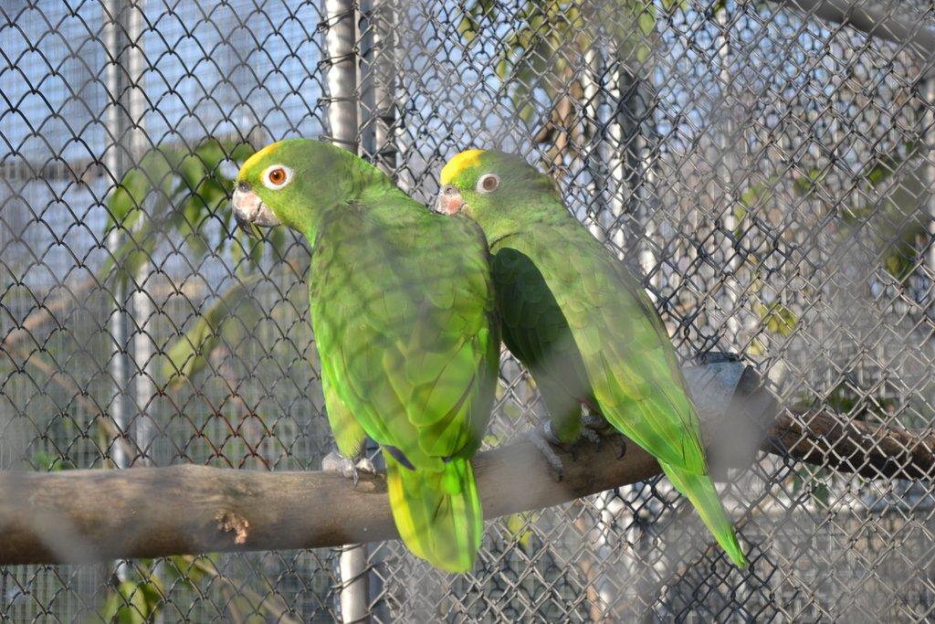 Amazona.o.ochrocephala