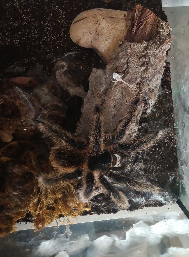 Redukce chovu P.Victori P.sp Machala aj..