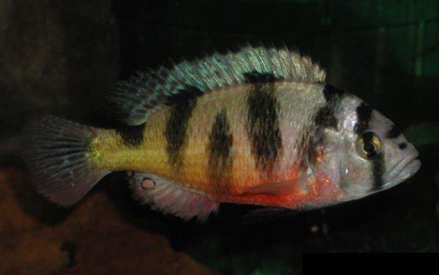 Haplochromis cf. latifasciatus “Zebra” 10ks