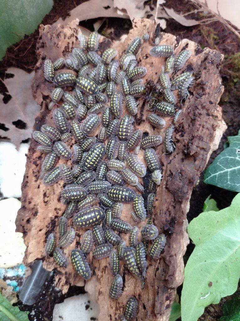 Stínky Porcellionides Pruinosus klasické, Armadillium Gestroi