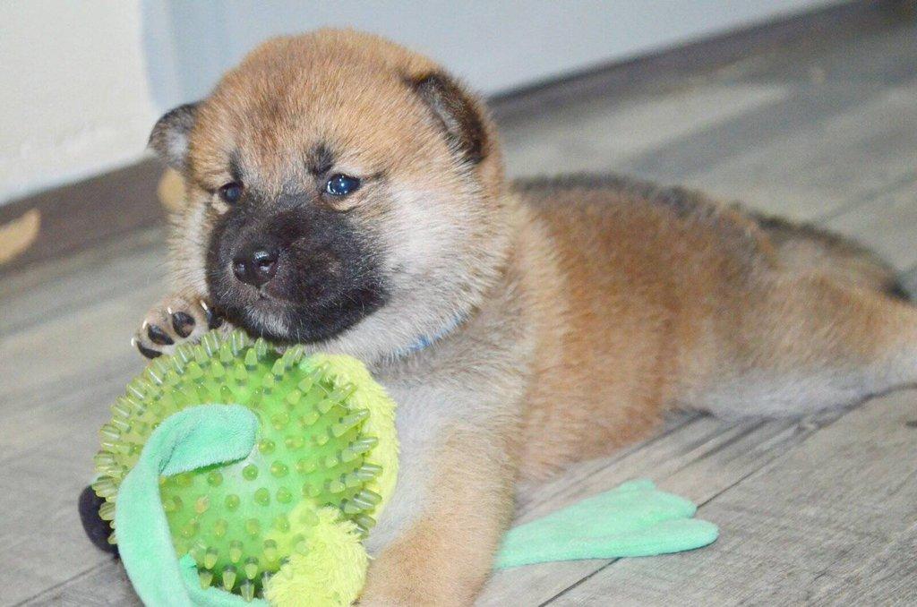 Shiba Inu Štěňata