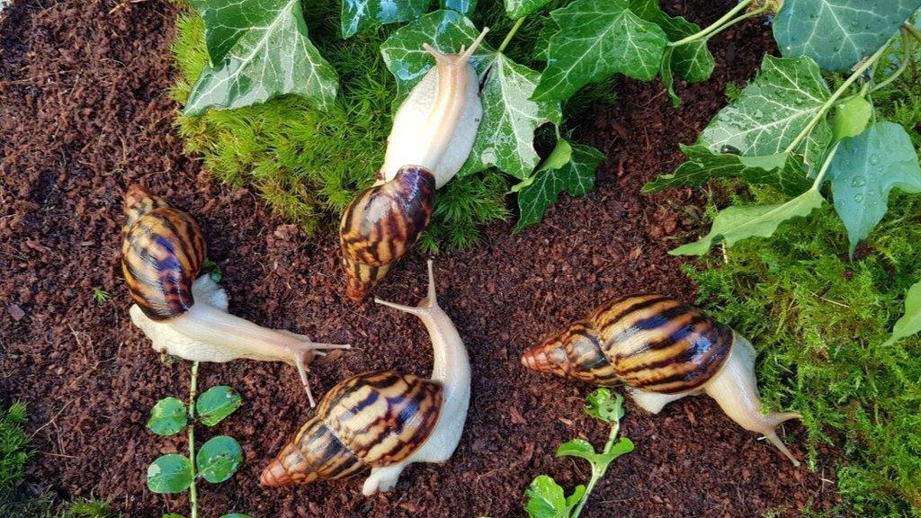 Africký šneci Lissachatina iredalei Zanzibar dark type