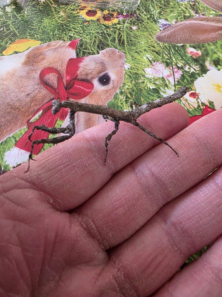 Popa spurca-určené páry