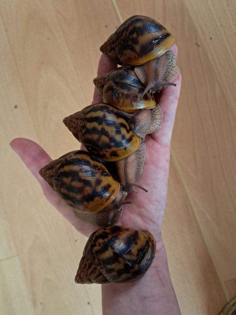 Africký šnek Achatina Achatina Ghana F1