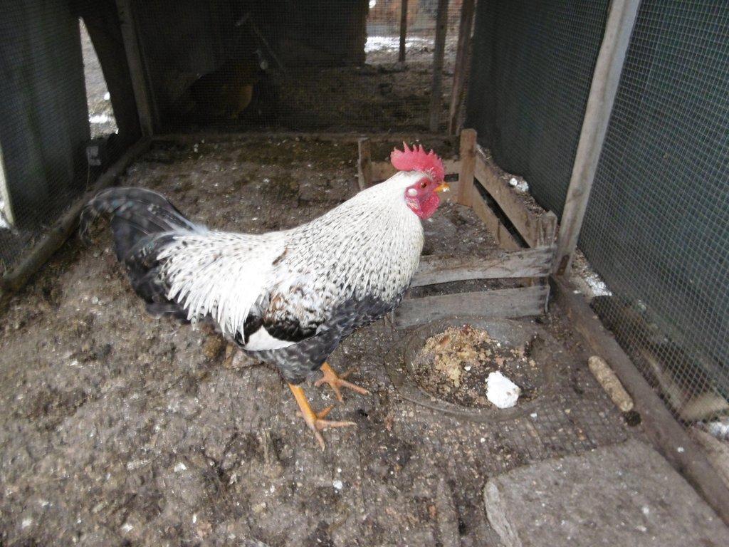 Prodám 2 loňské kohouty