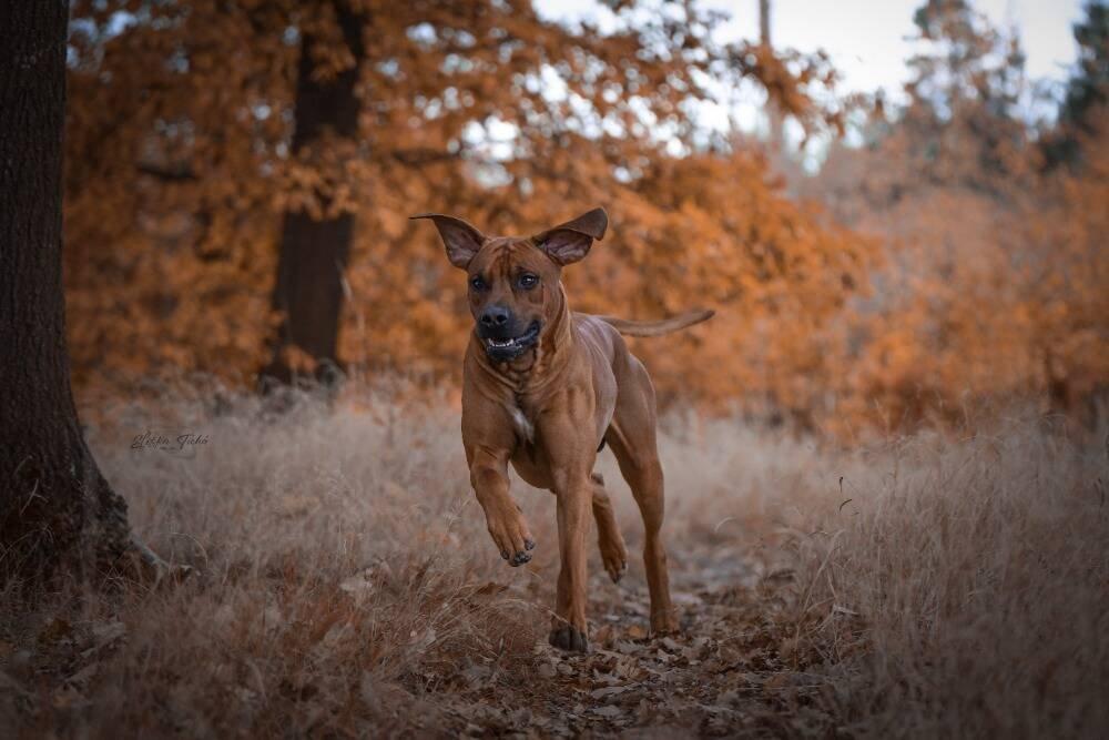 Rhodéský ridgeback - štěňátka s PP