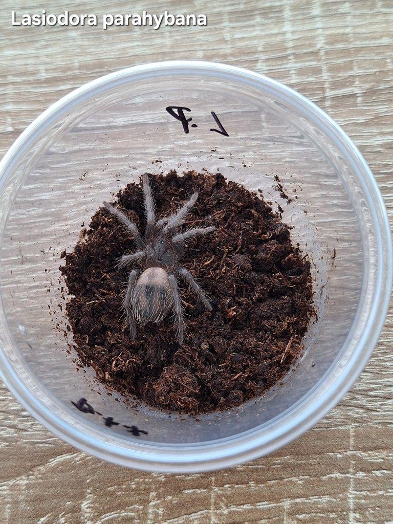 Sklípkani - Aquatera Kroměříž 14.9 + zasílám