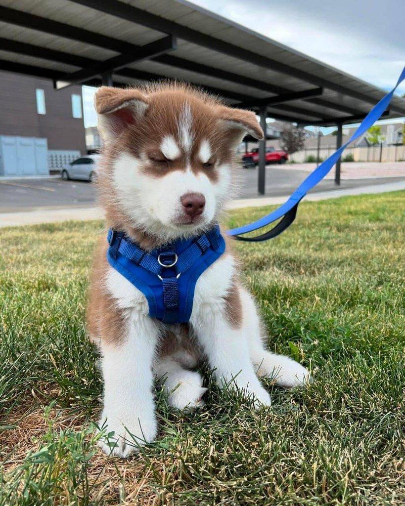 Sibiřský husky - Štěňata s PP