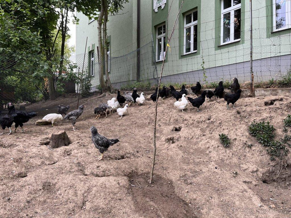 Orlovka