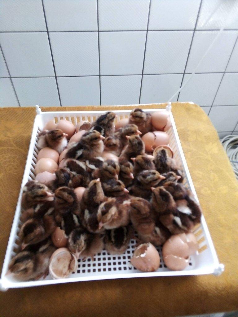 VELSUMKA ZDROBNĚLÁ REZAVĚ KOROPTVÍ  NV