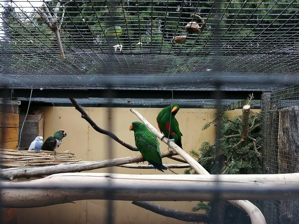 Eklektus různobarvý rok 2025