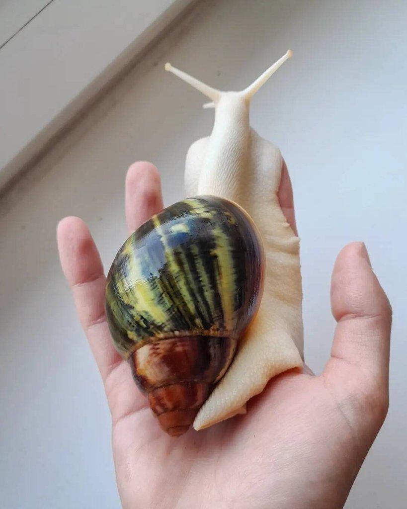 Africký šnek - Archachatina purpurea ghana F2