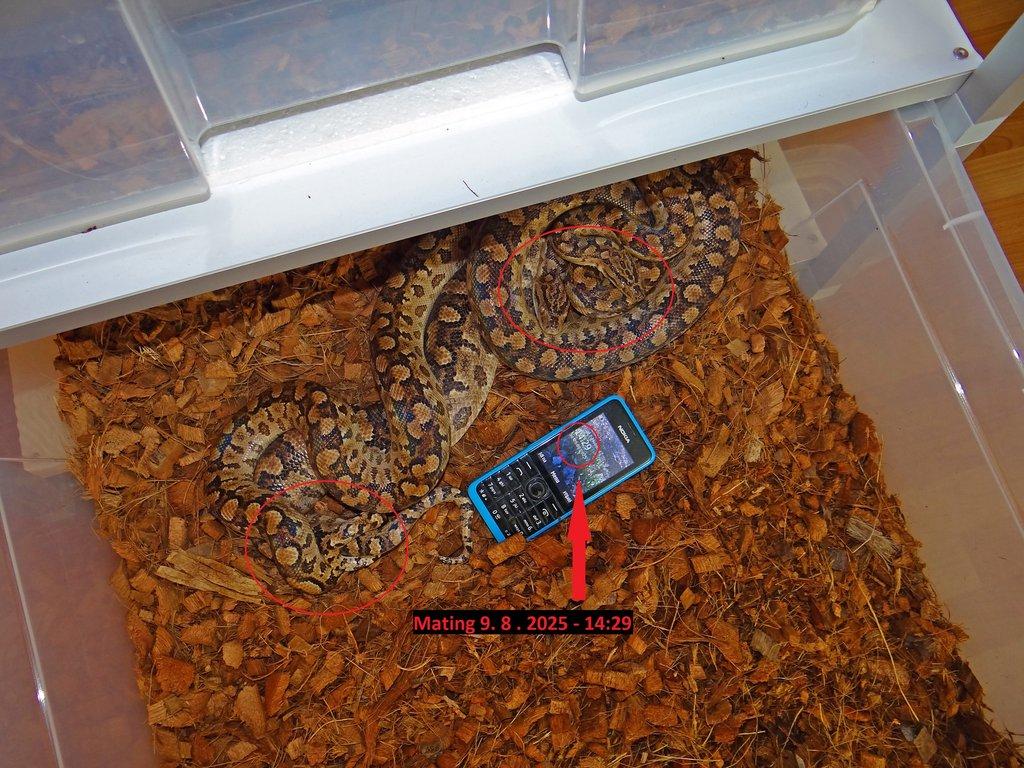 Tento párek Epicrates cenchria alvarezi - Argentine Rainbow Boa