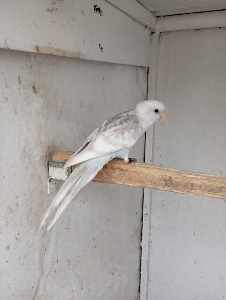 Rosela pestrá černá, modrá, zlatá