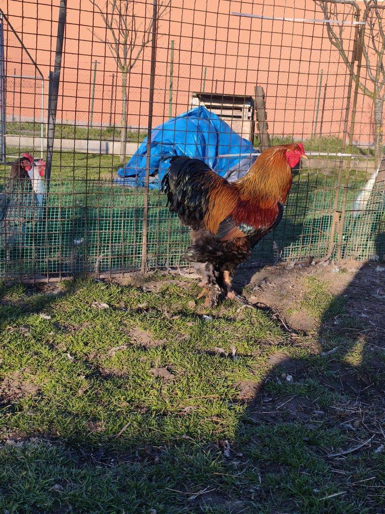 Brahmánka velká koroptví vlnita