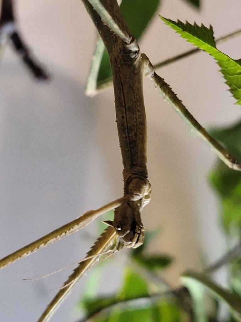 daruji strašilky Medauroidea extradentata