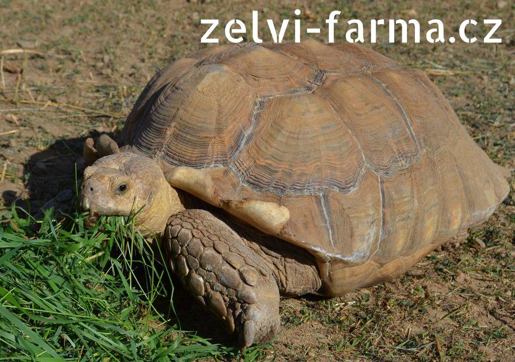 SUCHOZEMSKÉ ŽELVY OSTRUHATÉ – vlastní odchov