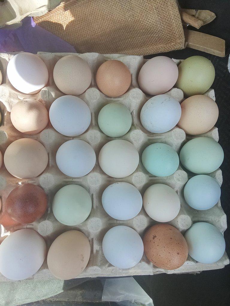 Vejce do líhně nebo k užitku