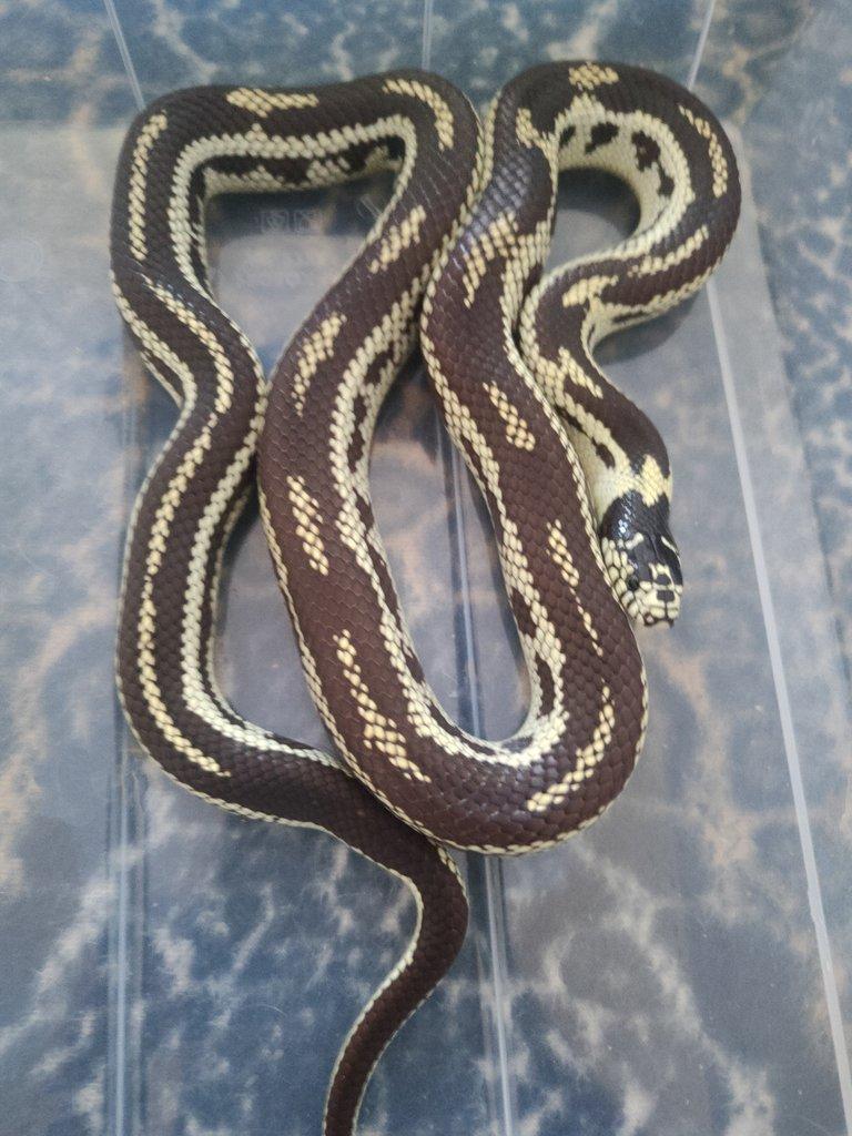 Korálovka kalifornská - samice