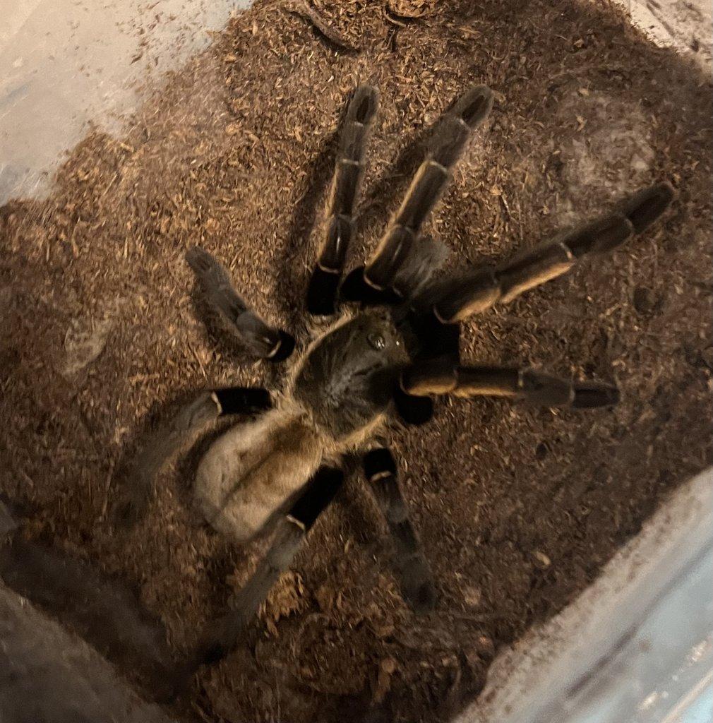POSÍLÁM - C. versicolor, H. maculata, A. geniculata, 0. aureotibialis, Ch. cyanepubescens ...