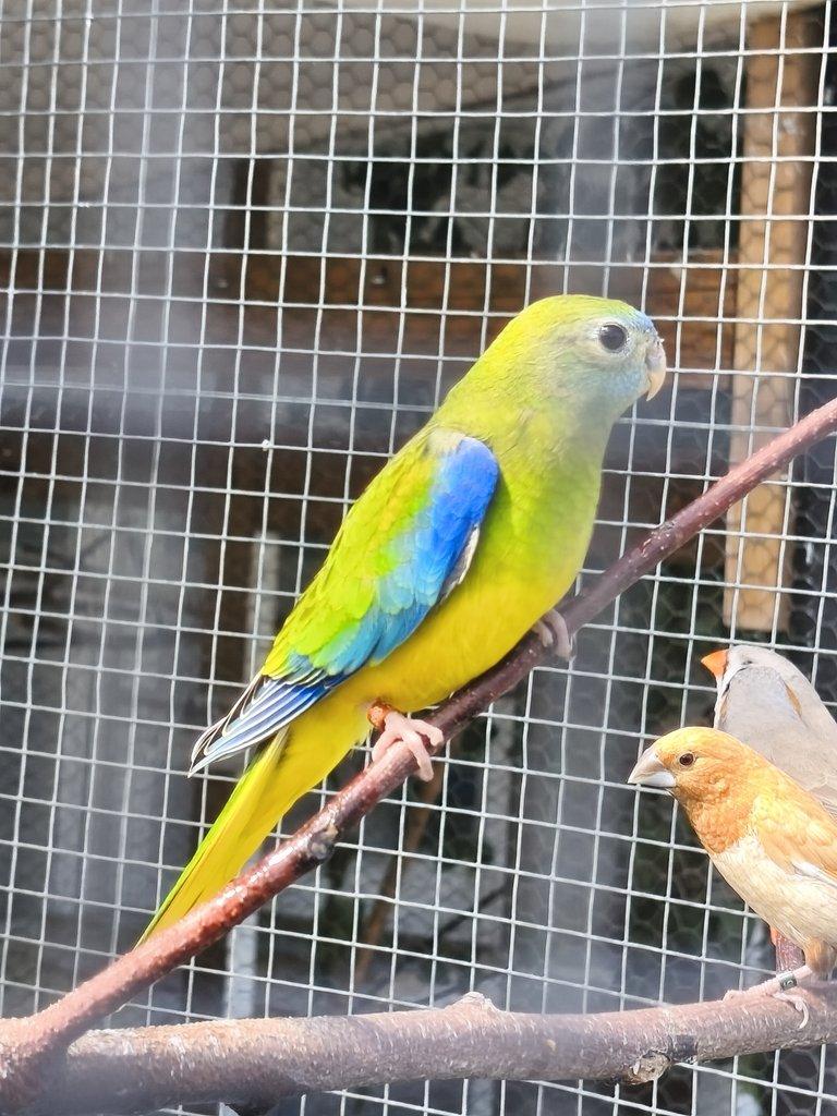 Neoféma