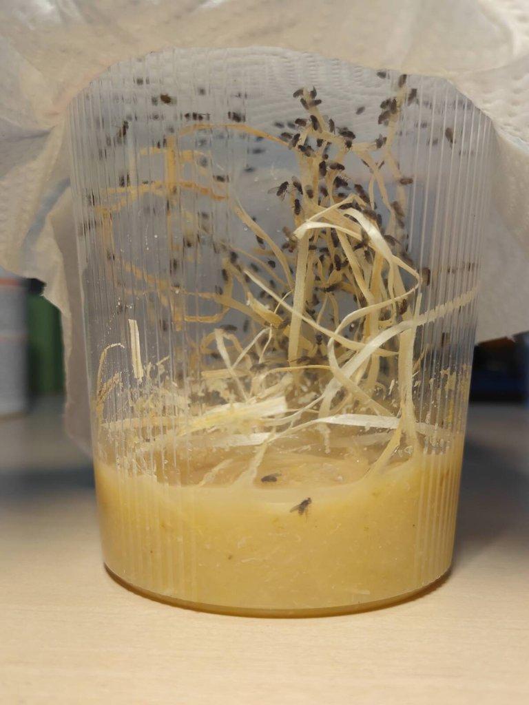 Prodám nelétavé střední octomilky