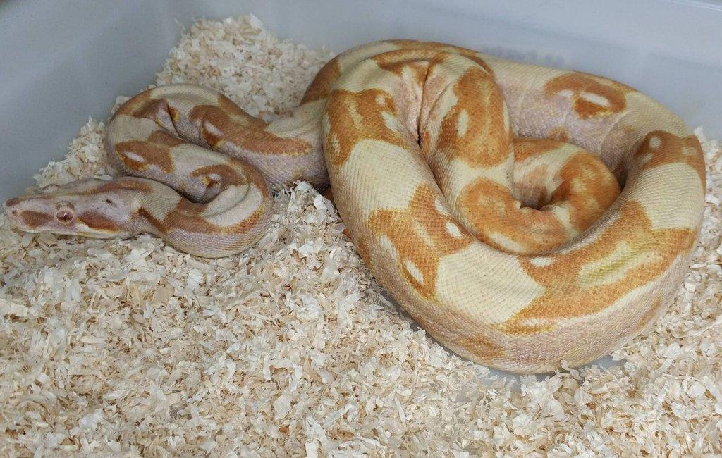 Boa imperator - Purple Sharp Sunglow Aztec, Sharp Sunglow