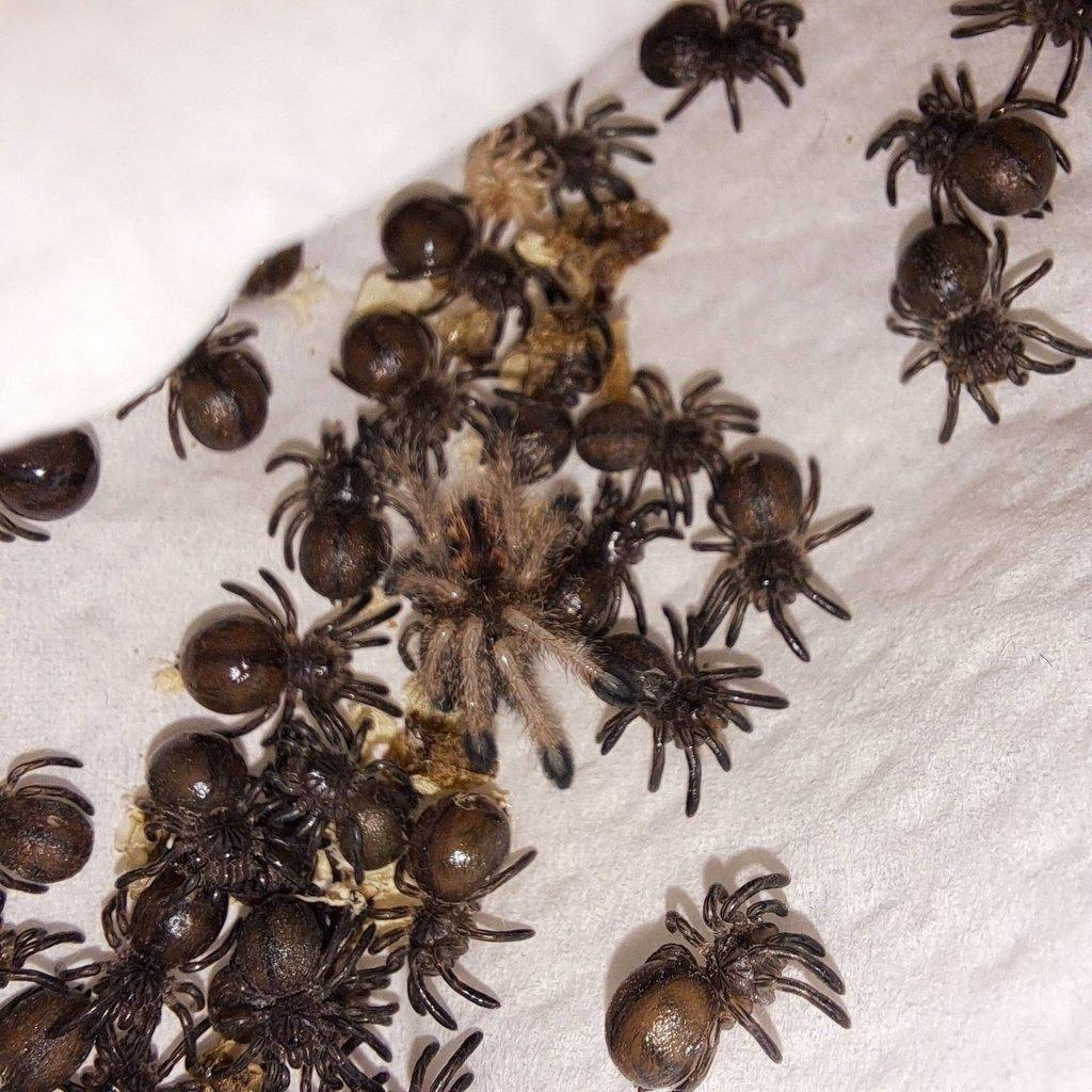 Avicularia aj. Živá exitoka B03