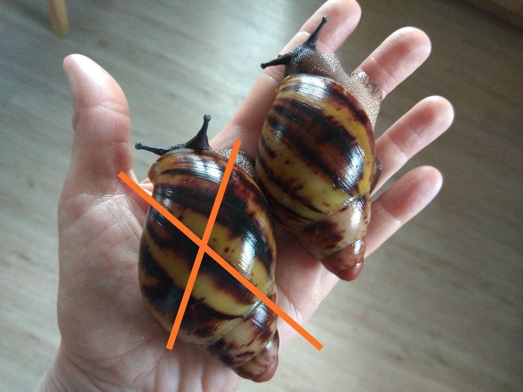 Africký šnek Archachatina Marginata Suturalis větší junioři