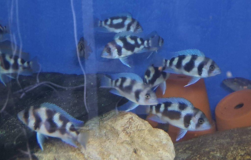 Malawi, Tanganika- odchovy