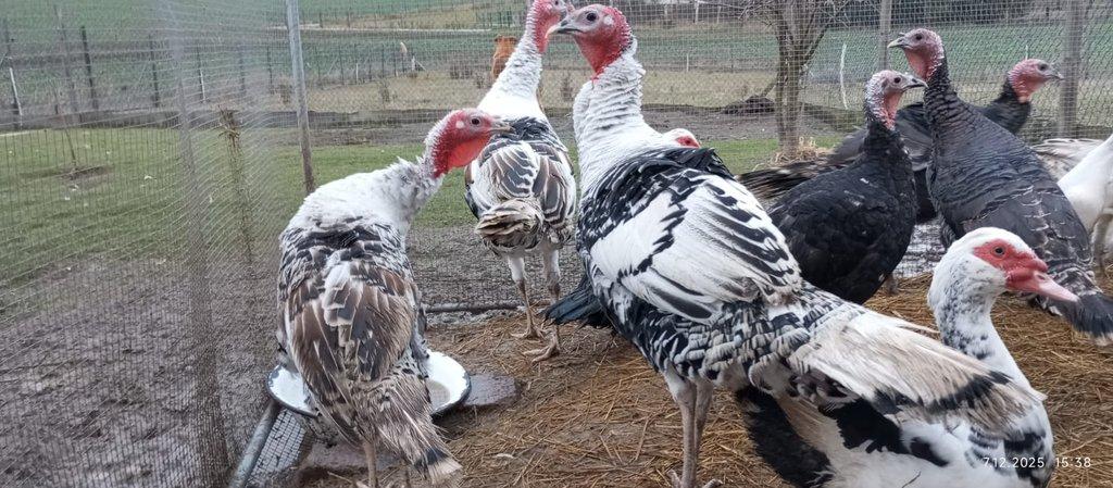 Prodej letošních KRŮT 🦃🦃