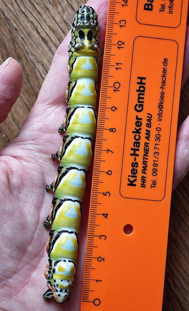 Brahmaea hearseyi vajíčka