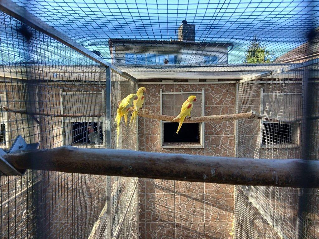 Alexandr velký mutace