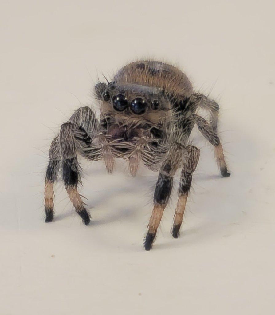Skákavky P. regius "Ocala"
