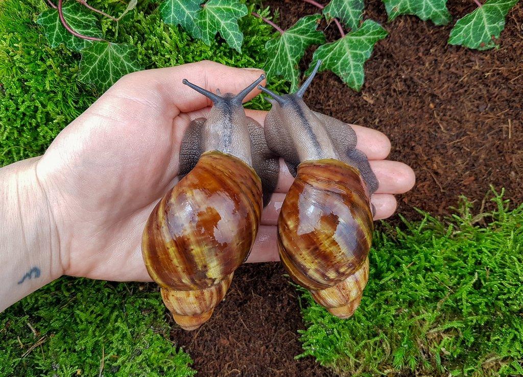 Africký šneci Archachatina ventricosa