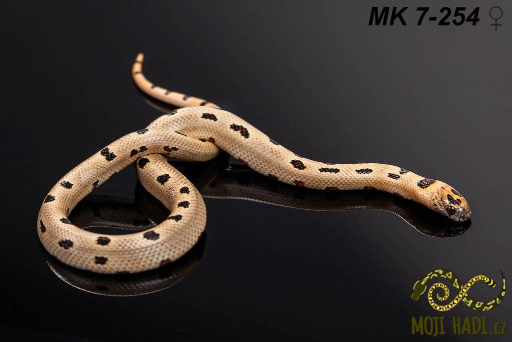 MAGMAKING - korálovka - Lampropeltis