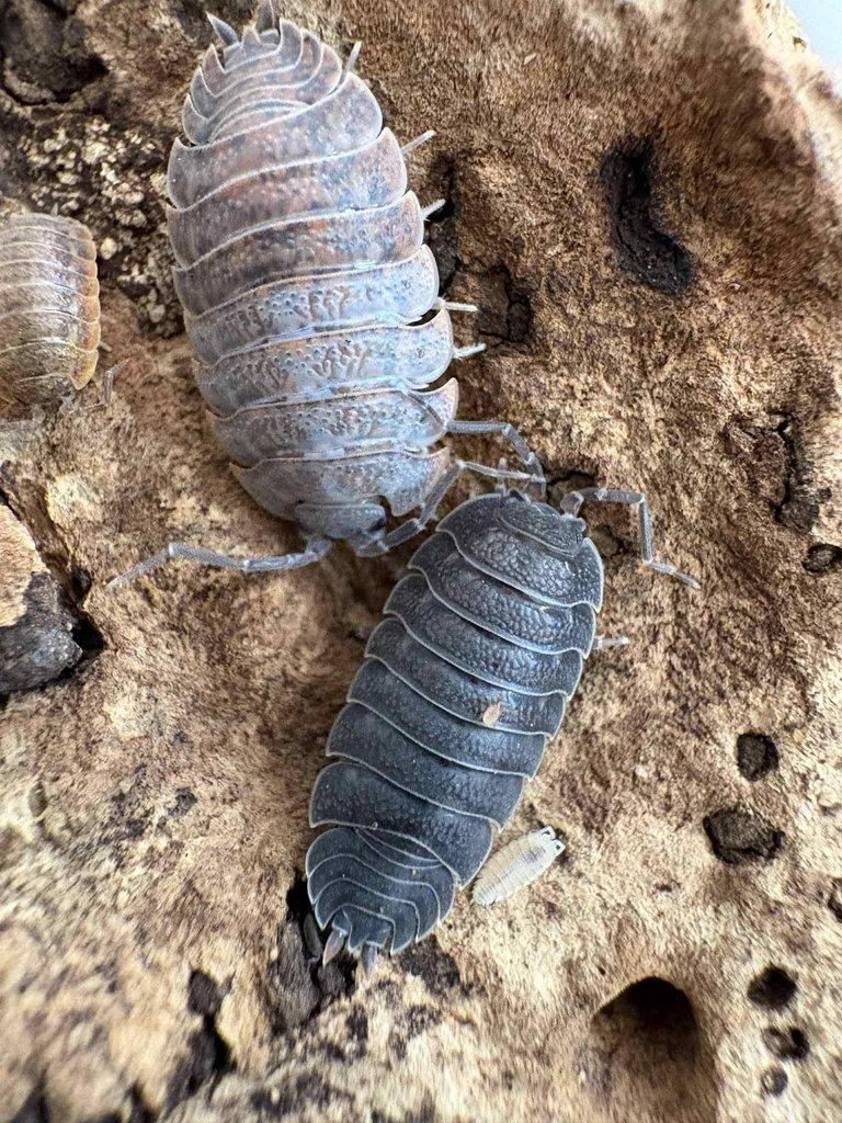 Trachelipus sp (Turkey, Istanbul)