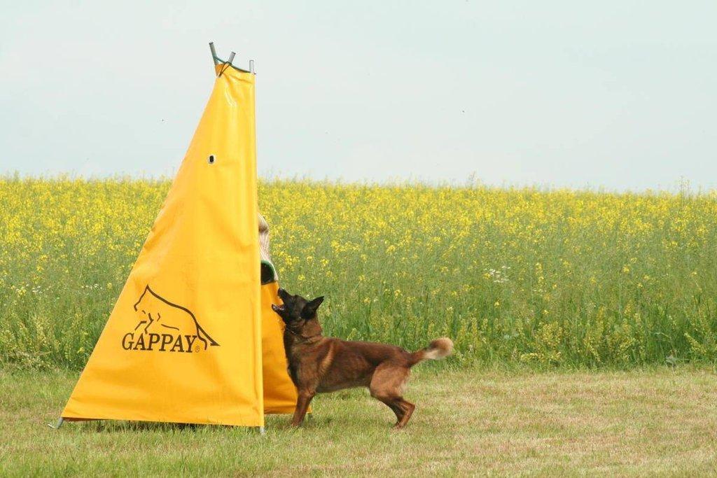 Belgický ovčák - Malinois - štěňata s pp - na záznam