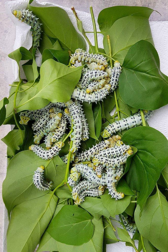 Chovné klece na motýly - terárium na motýly - motýlária - různé velikosti