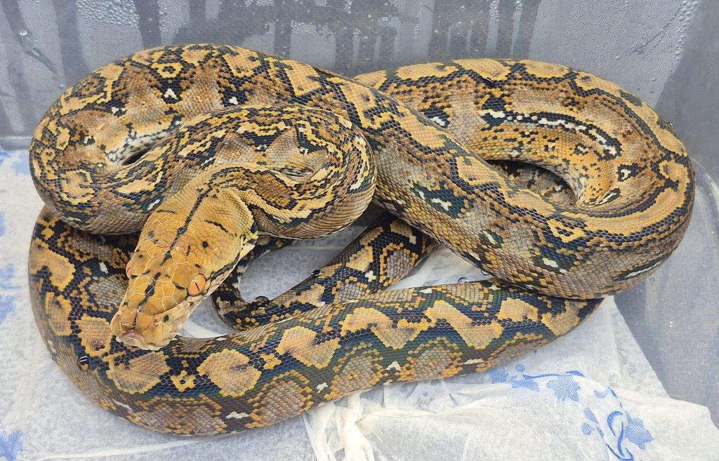 Malayopython reticulatus