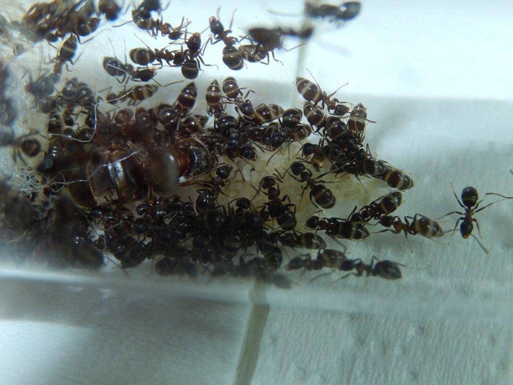 Prodám různé druhy mravenců, české, evropské, exotické