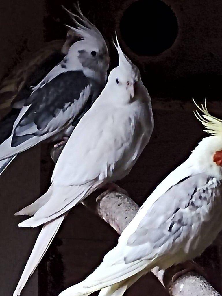 Ručně dokrmení papoušci dle nabídky